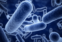 過去最多「人食いバクテリア」は溶連菌！？サムネイル